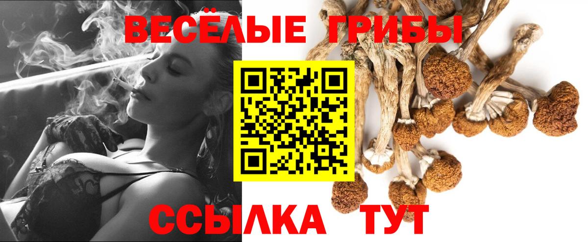 Псилоцибиновые грибы Psilocybe Нововоронеж