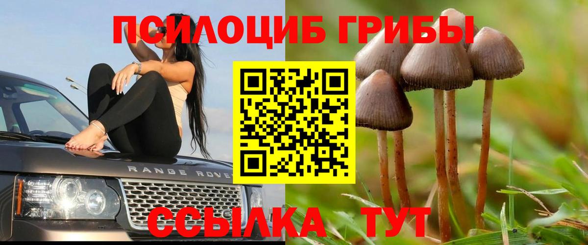 Галлюциногенные грибы Psilocybine cubensis Нововоронеж